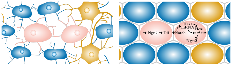 Figure 2.1